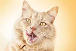 Обзор влажного корма Prime Ever