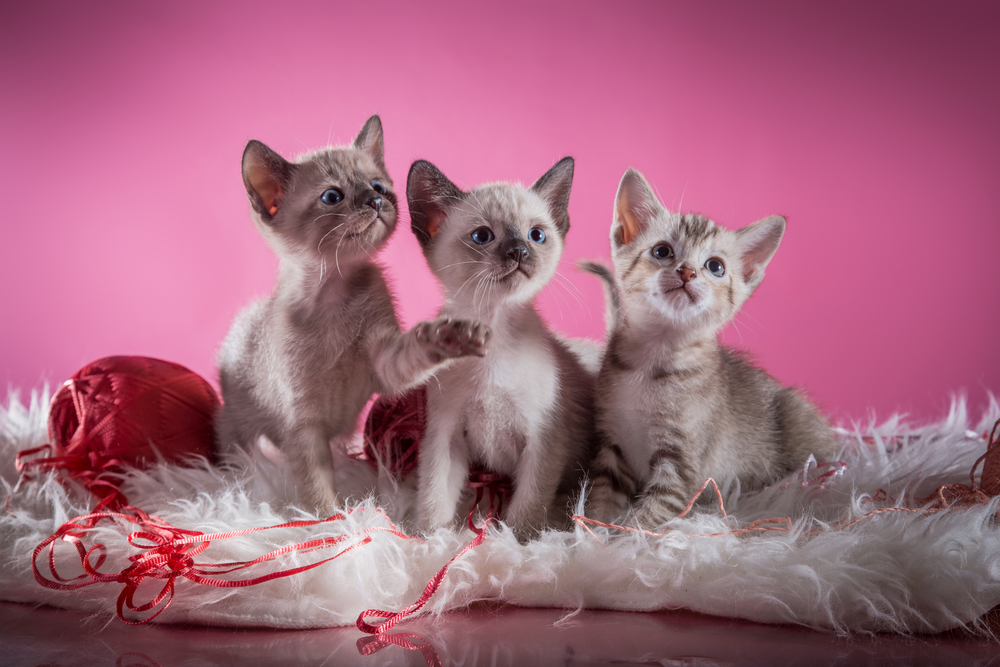 Тонкинская кошка — два бездонных океана глаз