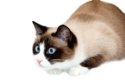 Порода кошек сноу шу: кошка-белоножка