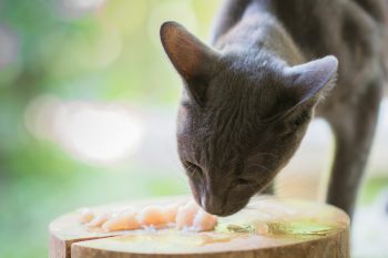 Обзор консервированного корма Buffet