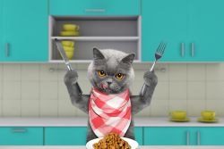 Обзор сухого корма Brooksfield