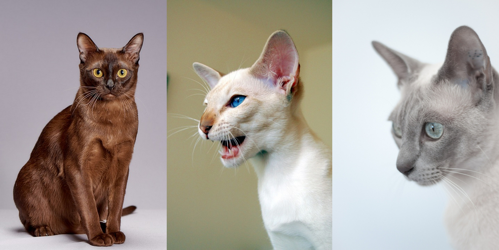 Тонкинская кошка — два бездонных океана глаз