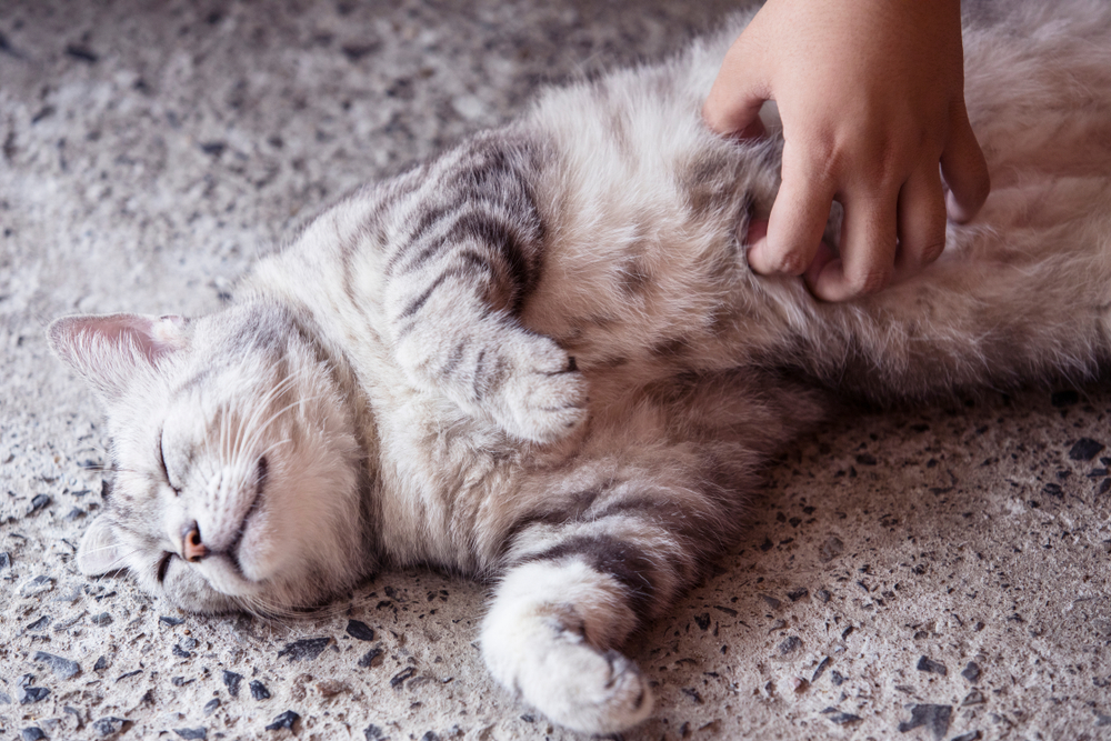 Порода кошек американская короткошерстная — американская мечта