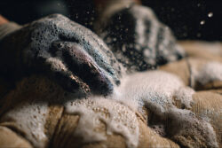 Как профессиональная химчистка мебели помогает избавиться от запахов и шерсти домашних животных