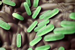 Сальмонеллез: симптомы, лечение и профилактика заражения