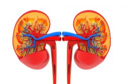 Признаки заболевания почек у взрослых