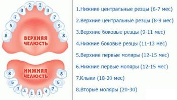 схема сроков прорезывания молочных зубов у детей