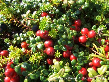 диета при цистите