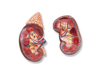 надпочечниковая недостаточность