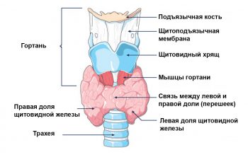 Признаки заболевания щитовидной железы у женщин