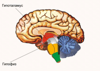 Гипопитуитаризм: симптомы и лечение