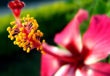 Аллергический конъюнктивит у ребенка: симптомы и лечение