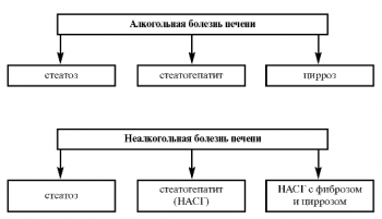Стеатогепатит: симптомы, лечение, диета