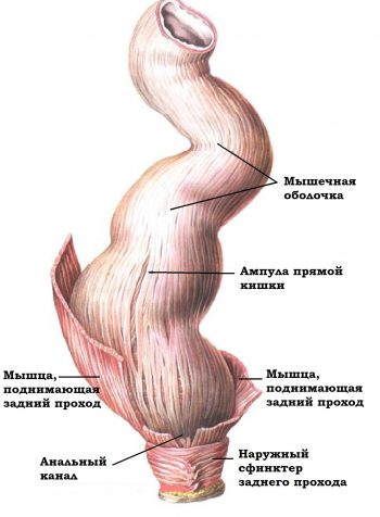 Диета при раке прямой кишки