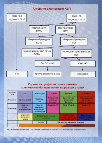 Признаки заболевания почек у взрослых