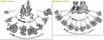 Чем можно заразиться от мышей и крыс? Болезни, передающиеся человеку от грызунов