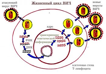 Как заражаются СПИДом, и методы профилактики