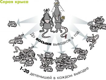 Бубонная чума