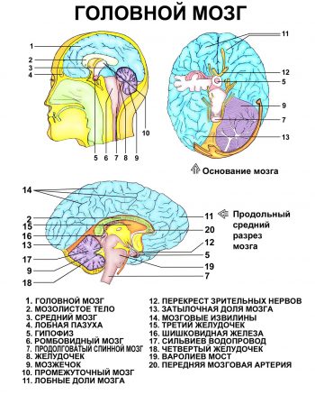 Аденома гипофиза: симптомы, лечение и профилактика