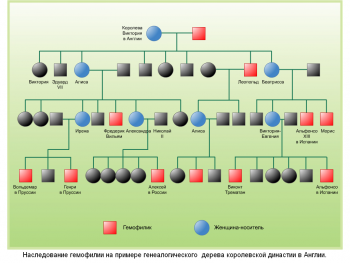 Гемофилия: что это за болезнь и что о ней нужно знать?