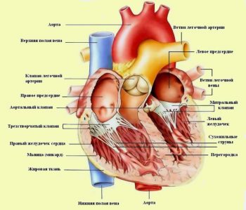 Синусовая аритмия у ребенка: что это такое и что делать?