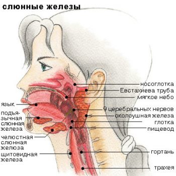 Болезнь и синдром Шегрена: симптомы и лечение