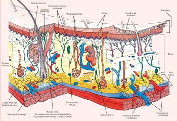 Узловатая эритема: причины возникновения и методы лечения