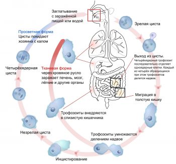 Дизентерия у детей: симптомы и лечение