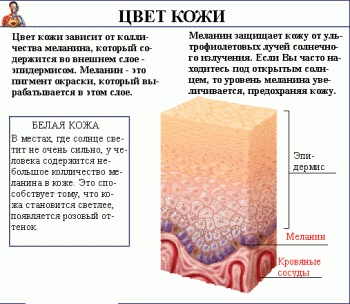Кожа человека: функции, строение, интересные факты