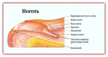 Ногти слоятся и ломаются