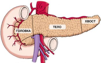 Как устроена поджелудочная железа: где находится, строение и функции