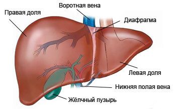 Первые симптомы проблем с печенью, которые не стоит игнорировать