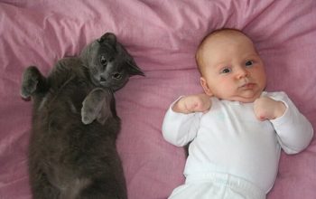 Болезнь кошачьей царапины