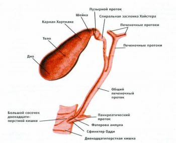 Первые симптомы проблем с желчным пузырем, которые не стоит игнорировать