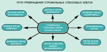Стволовые клетки: победа над болезнями и продление молодости, мифы и факты