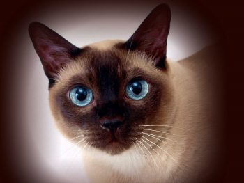 сиамская кошка