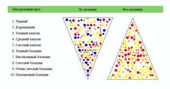 таблица появления пигмента в волосах