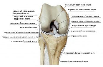 строение коленного сустава