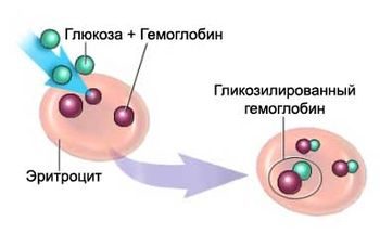 гликозилированный гемоглобин