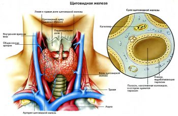 анатомия щитовидной железы