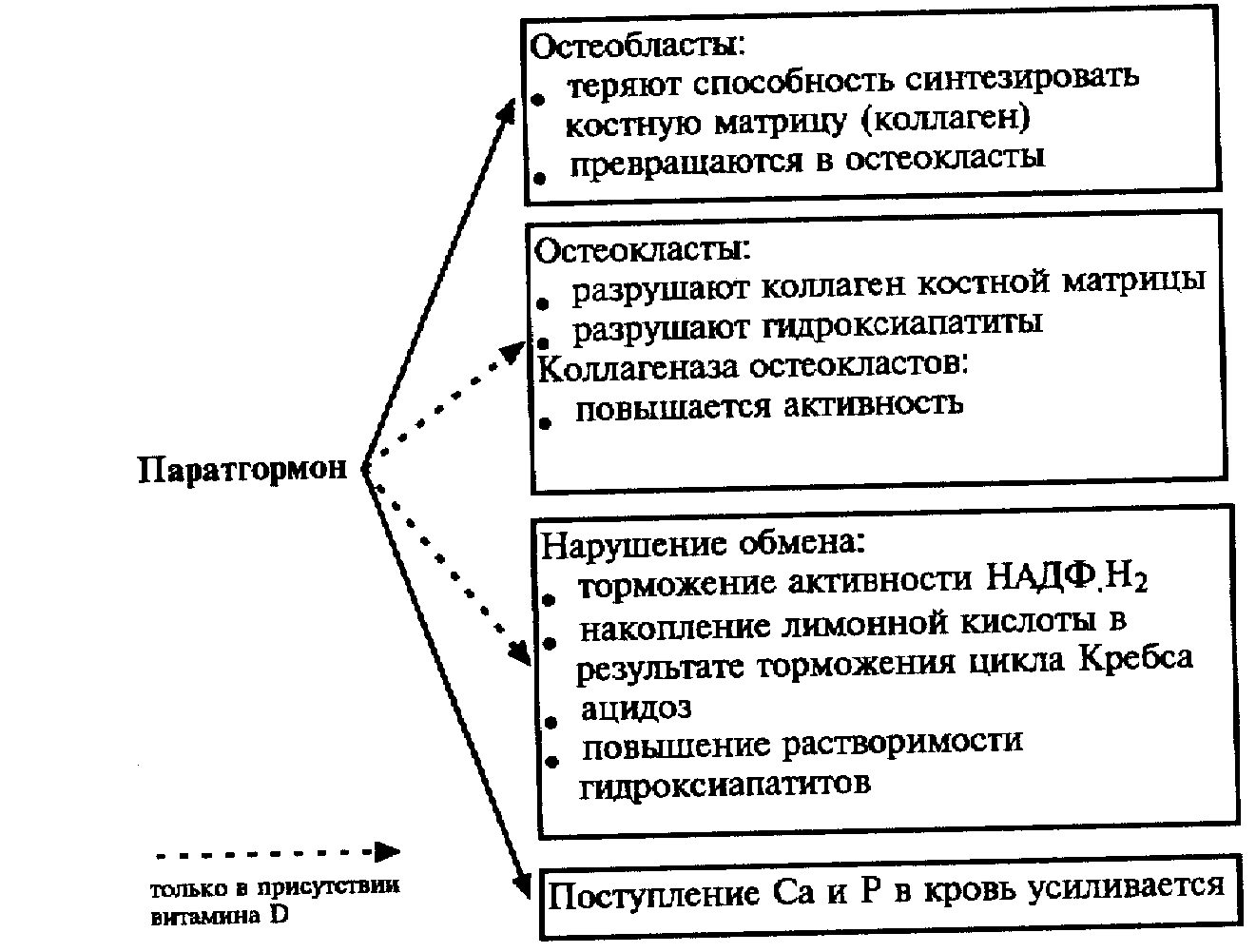 функции паратгормона