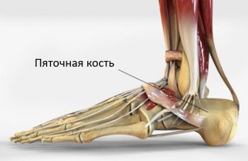 пяточная кость