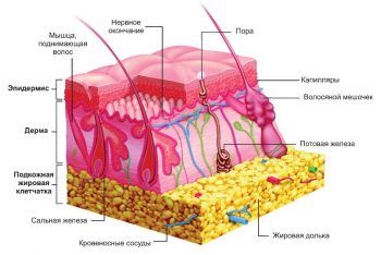 Кожа и ПЖК строение