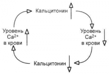 кальцитонин
