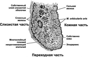 губа строение