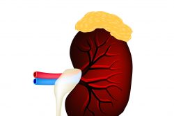 Ренин-ангиотензин-альдостероновая система: что это, функции