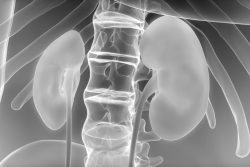 Рентген почек: показания, противопоказания, методика проведения