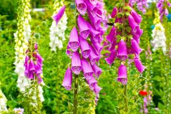 Отравление ядовитыми растениями: признаки и первая помощь