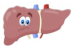 Жировая болезнь печени — что делать?