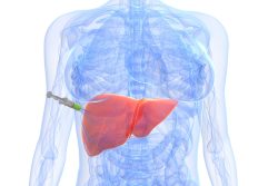 Биопсия печени: как делают, показания